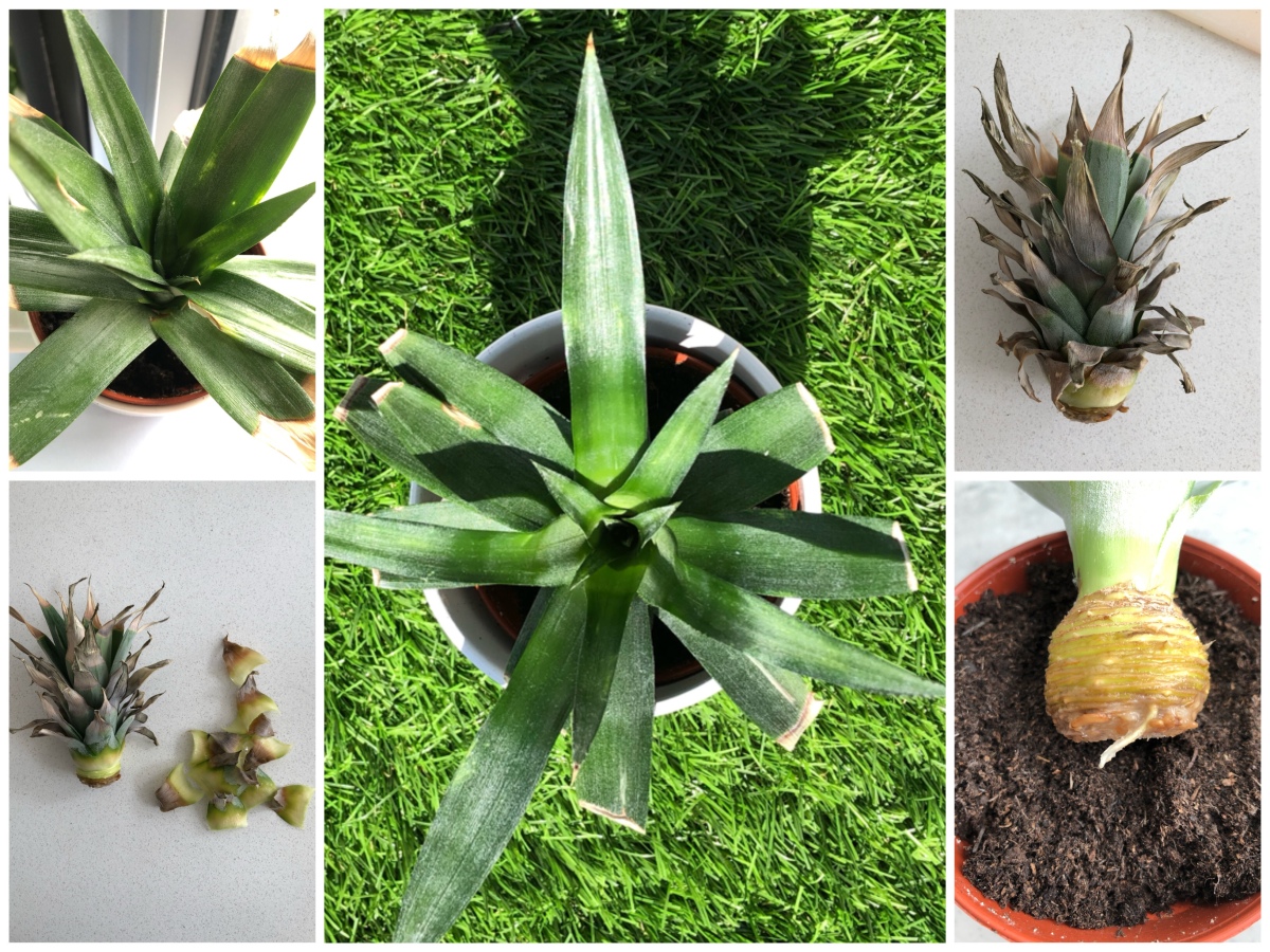 How To Grow A Pineapple From A Store Bought Pineapple