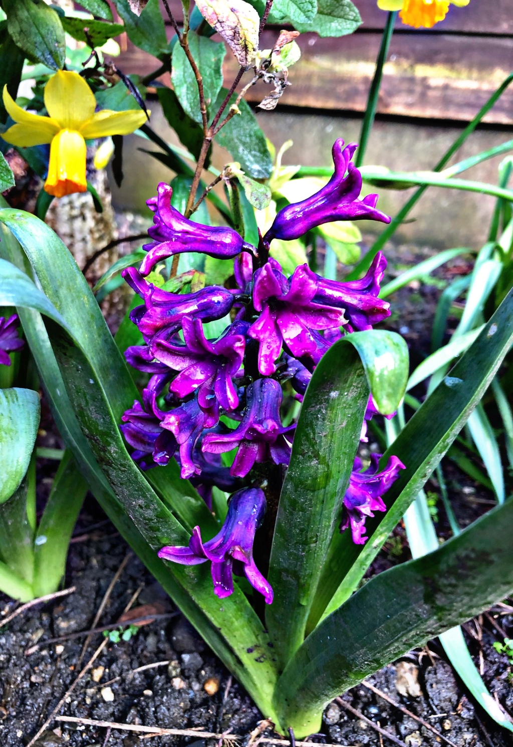 How to Grow Hyacinth Flowers